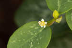 False flowering spurge